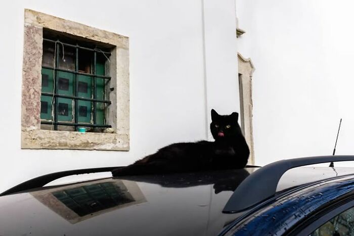 Animais em fotografias de rua que parecem ter sido colocados ali de propósito (26 fotos) 8