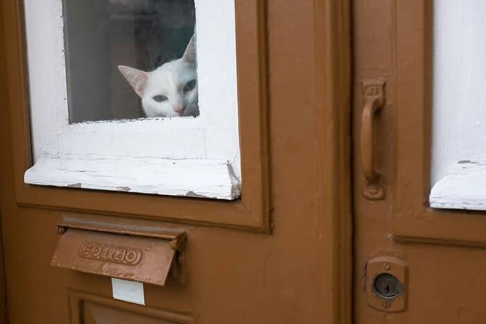 Animais em fotografias de rua que parecem ter sido colocados ali de propósito (26 fotos) 9