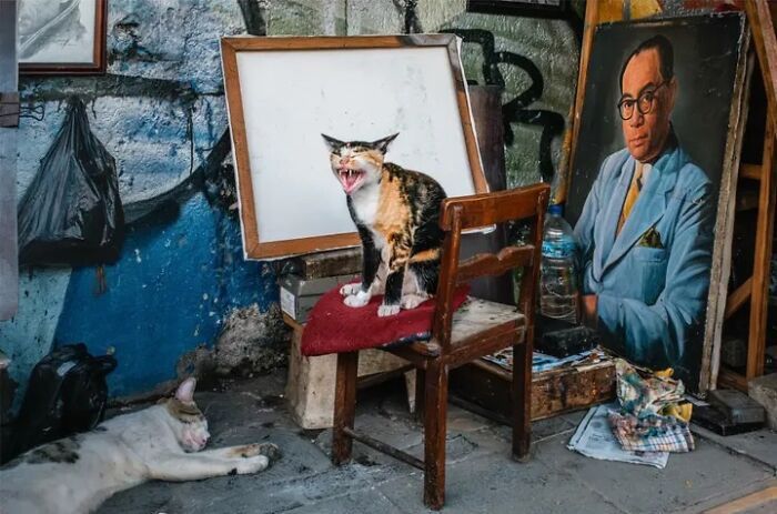 Animais em fotografias de rua que parecem ter sido colocados ali de propósito (26 fotos) 10