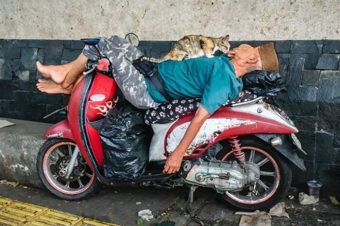 Animais em fotografias de rua que parecem ter sido colocados ali de propósito (26 fotos) 11