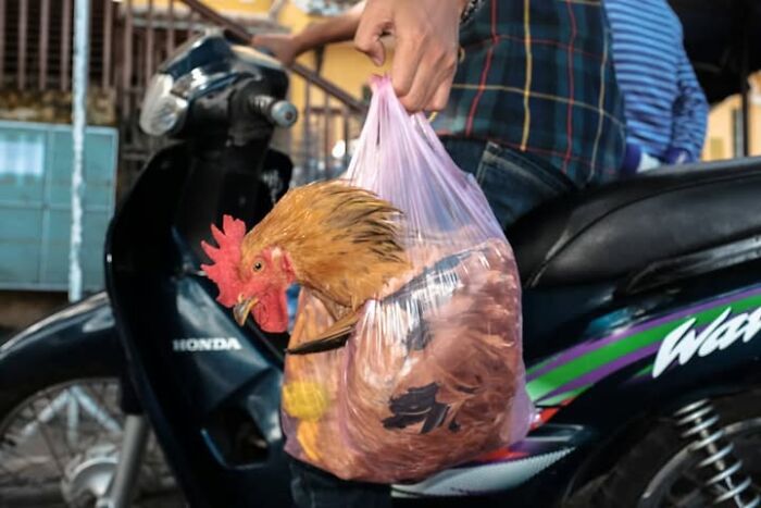 Animais em fotografias de rua que parecem ter sido colocados ali de propósito (26 fotos) 12