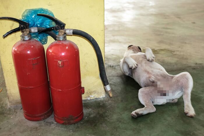 Animais em fotografias de rua que parecem ter sido colocados ali de propósito (26 fotos) 13