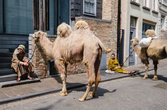 Animais em fotografias de rua que parecem ter sido colocados ali de propósito (26 fotos) 14