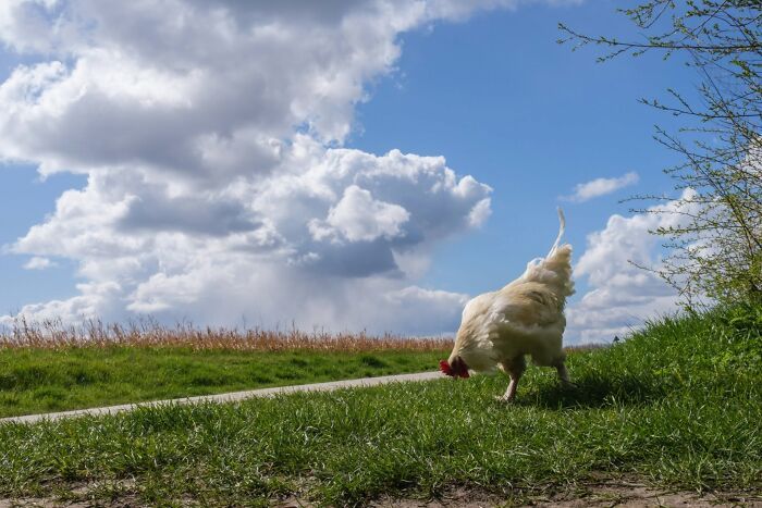 Animais em fotografias de rua que parecem ter sido colocados ali de propósito (26 fotos) 16