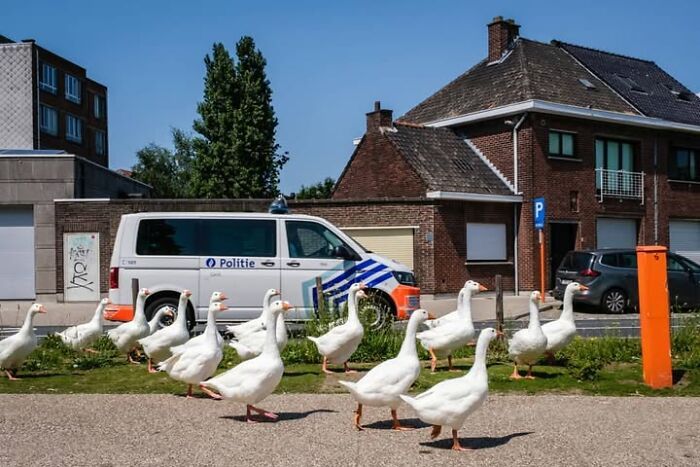 Animais em fotografias de rua que parecem ter sido colocados ali de propósito (26 fotos) 17