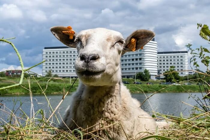 Animais em fotografias de rua que parecem ter sido colocados ali de propósito (26 fotos) 18