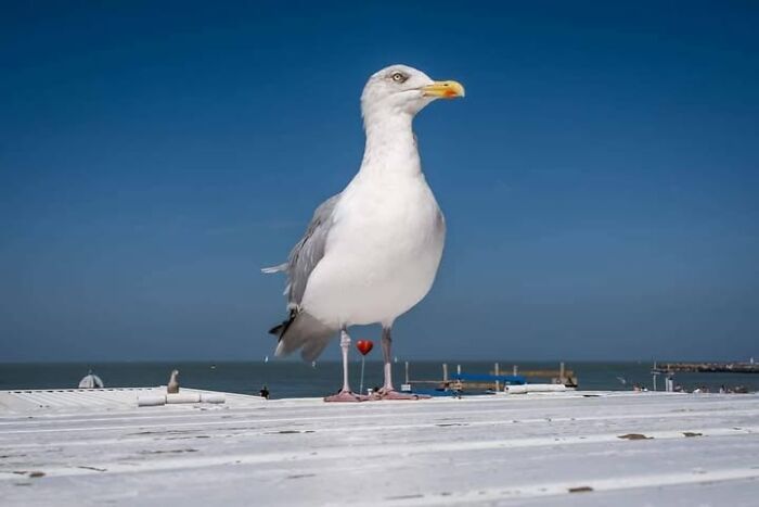 Animais em fotografias de rua que parecem ter sido colocados ali de propósito (26 fotos) 19