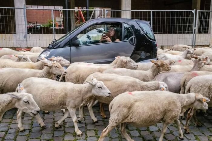 Animais em fotografias de rua que parecem ter sido colocados ali de propósito (26 fotos) 20