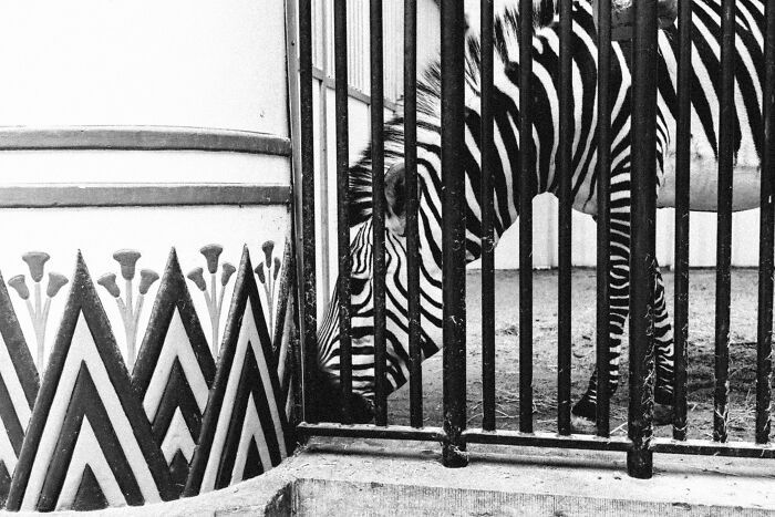 Animais em fotografias de rua que parecem ter sido colocados ali de propósito (26 fotos) 21