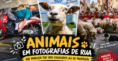 Animais em fotografias de rua que parecem ter sido colocados ali de propósito (26 fotos)