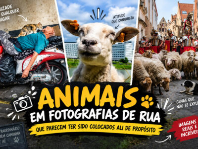 Animais em fotografias de rua que parecem ter sido colocados ali de propósito (26 fotos)