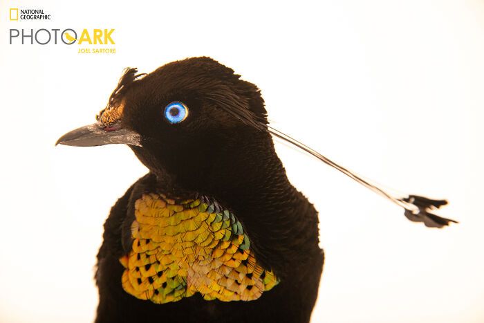 Animais incríveis fotografados mostram espécies que parecem ter saído de outro planeta (30 fotos) 2 Animais incríveis fotografados mostram espécies que parecem ter saído de outro planeta (30 fotos) 2