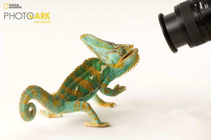 Animais incríveis fotografados mostram espécies que parecem ter saído de outro planeta (30 fotos) 4 Animais incríveis fotografados mostram espécies que parecem ter saído de outro planeta (30 fotos) 4