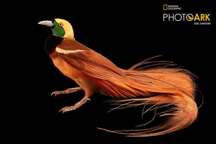 Animais incríveis fotografados mostram espécies que parecem ter saído de outro planeta (30 fotos) 7 Animais incríveis fotografados mostram espécies que parecem ter saído de outro planeta (30 fotos) 7