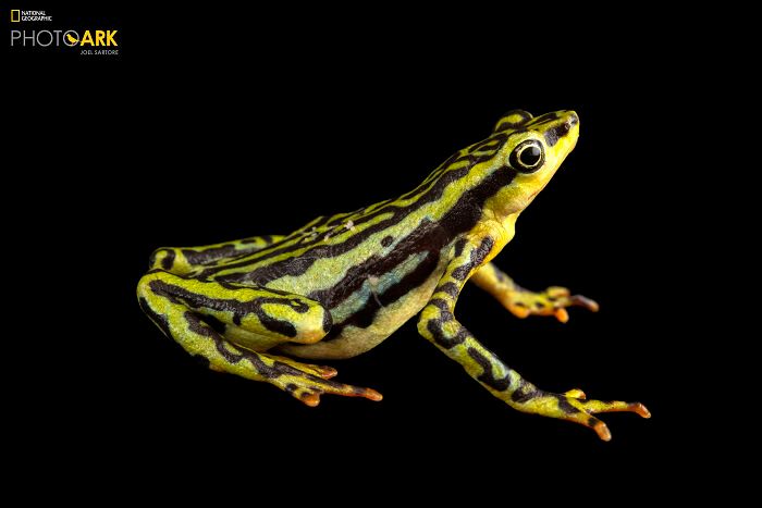Animais incríveis fotografados mostram espécies que parecem ter saído de outro planeta (30 fotos) 8 Animais incríveis fotografados mostram espécies que parecem ter saído de outro planeta (30 fotos) 8
