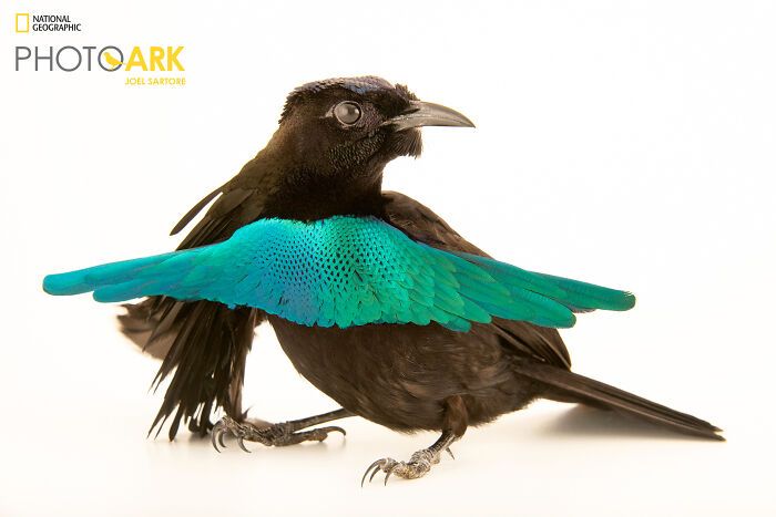 Animais incríveis fotografados mostram espécies que parecem ter saído de outro planeta (30 fotos) 10 Animais incríveis fotografados mostram espécies que parecem ter saído de outro planeta (30 fotos) 10