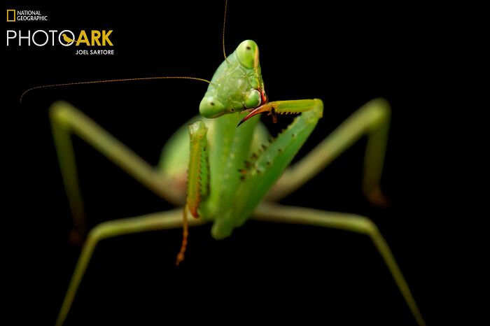 Animais incríveis fotografados mostram espécies que parecem ter saído de outro planeta (30 fotos) 11 Animais incríveis fotografados mostram espécies que parecem ter saído de outro planeta (30 fotos) 11