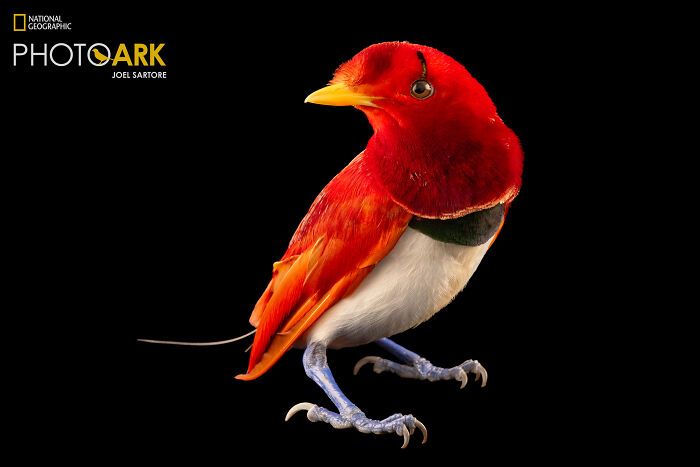 Animais incríveis fotografados mostram espécies que parecem ter saído de outro planeta (30 fotos) 12 Animais incríveis fotografados mostram espécies que parecem ter saído de outro planeta (30 fotos) 12