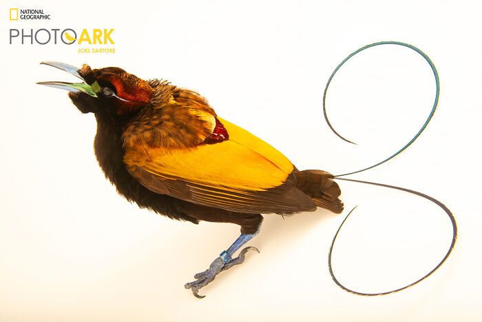 Animais incríveis fotografados mostram espécies que parecem ter saído de outro planeta (30 fotos) 14 Animais incríveis fotografados mostram espécies que parecem ter saído de outro planeta (30 fotos) 14