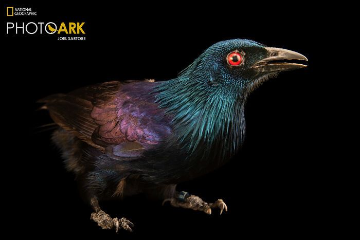 Animais incríveis fotografados mostram espécies que parecem ter saído de outro planeta (30 fotos) 16 Animais incríveis fotografados mostram espécies que parecem ter saído de outro planeta (30 fotos) 16