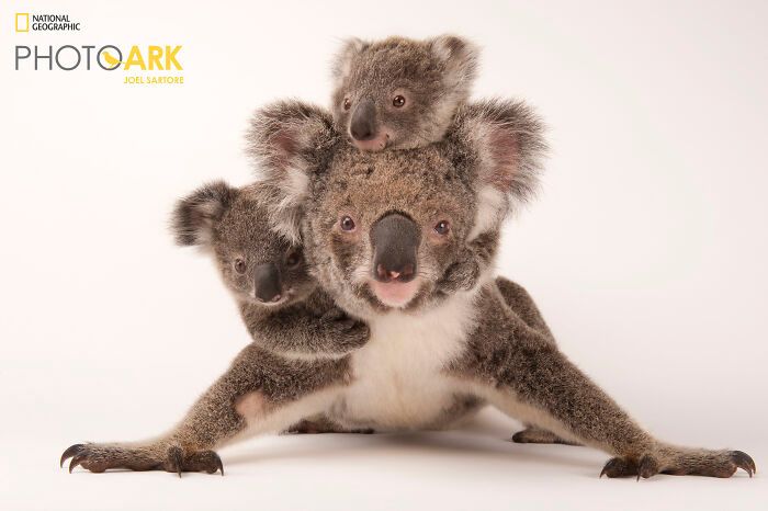 Animais incríveis fotografados mostram espécies que parecem ter saído de outro planeta (30 fotos) 17 Animais incríveis fotografados mostram espécies que parecem ter saído de outro planeta (30 fotos) 17