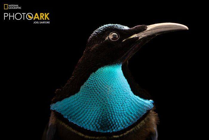Animais incríveis fotografados mostram espécies que parecem ter saído de outro planeta (30 fotos) 18 Animais incríveis fotografados mostram espécies que parecem ter saído de outro planeta (30 fotos) 18