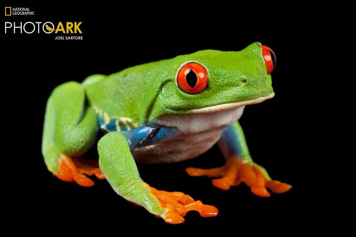 Animais incríveis fotografados mostram espécies que parecem ter saído de outro planeta (30 fotos) 19 Animais incríveis fotografados mostram espécies que parecem ter saído de outro planeta (30 fotos) 19