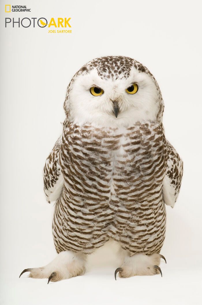 Animais incríveis fotografados mostram espécies que parecem ter saído de outro planeta (30 fotos) 20 Animais incríveis fotografados mostram espécies que parecem ter saído de outro planeta (30 fotos) 20