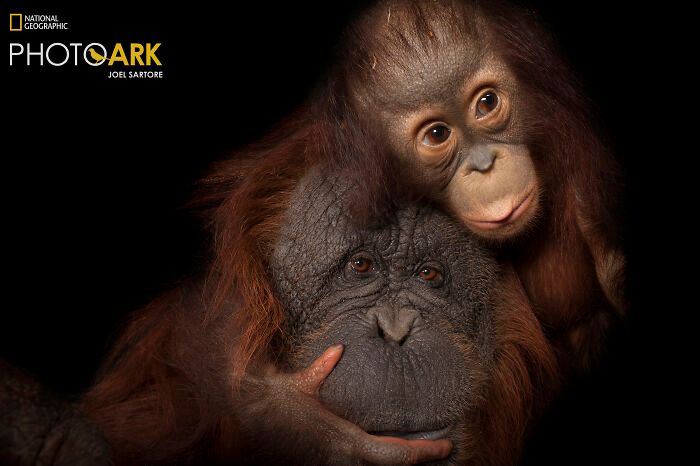 Animais incríveis fotografados mostram espécies que parecem ter saído de outro planeta (30 fotos) 21 Animais incríveis fotografados mostram espécies que parecem ter saído de outro planeta (30 fotos) 21