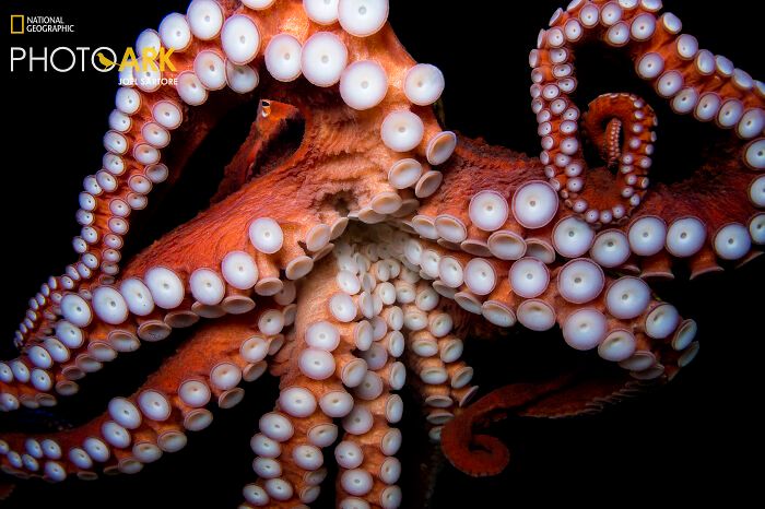Animais incríveis fotografados mostram espécies que parecem ter saído de outro planeta (30 fotos) 22 Animais incríveis fotografados mostram espécies que parecem ter saído de outro planeta (30 fotos) 22