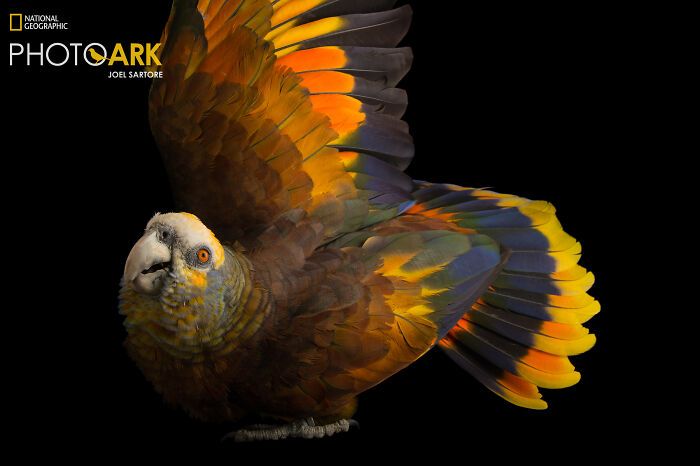 Animais incríveis fotografados mostram espécies que parecem ter saído de outro planeta (30 fotos) 23 Animais incríveis fotografados mostram espécies que parecem ter saído de outro planeta (30 fotos) 23