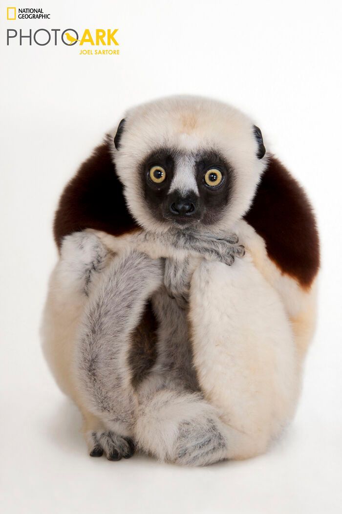Animais incríveis fotografados mostram espécies que parecem ter saído de outro planeta (30 fotos) 24 Animais incríveis fotografados mostram espécies que parecem ter saído de outro planeta (30 fotos) 24