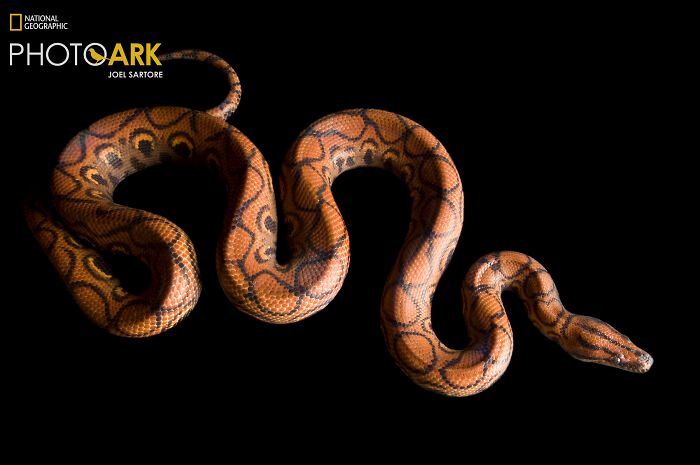 Animais incríveis fotografados mostram espécies que parecem ter saído de outro planeta (30 fotos) 25 Animais incríveis fotografados mostram espécies que parecem ter saído de outro planeta (30 fotos) 25