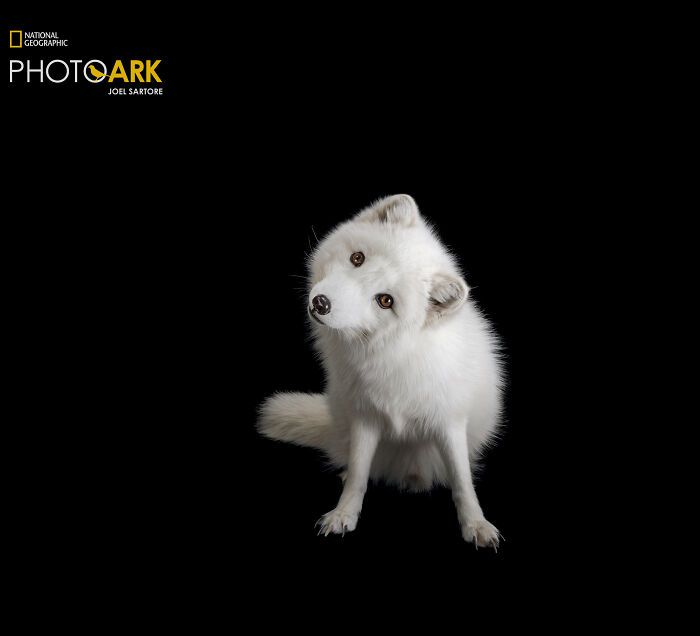 Animais incríveis fotografados mostram espécies que parecem ter saído de outro planeta (30 fotos) 26 Animais incríveis fotografados mostram espécies que parecem ter saído de outro planeta (30 fotos) 26