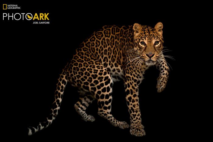 Animais incríveis fotografados mostram espécies que parecem ter saído de outro planeta (30 fotos) 27 Animais incríveis fotografados mostram espécies que parecem ter saído de outro planeta (30 fotos) 27