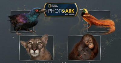 Animais incríveis fotografados mostram espécies que parecem ter saído de outro planeta (30 fotos)