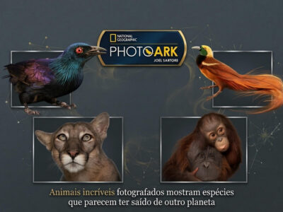 Animais incríveis fotografados mostram espécies que parecem ter saído de outro planeta (30 fotos)