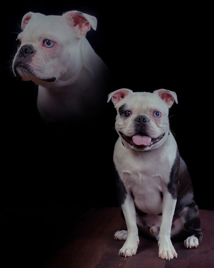 Fotografia criativa de animais de estimação: essas imagens parecem pinturas, mas escondem algo inesperado (32 fotos) 26