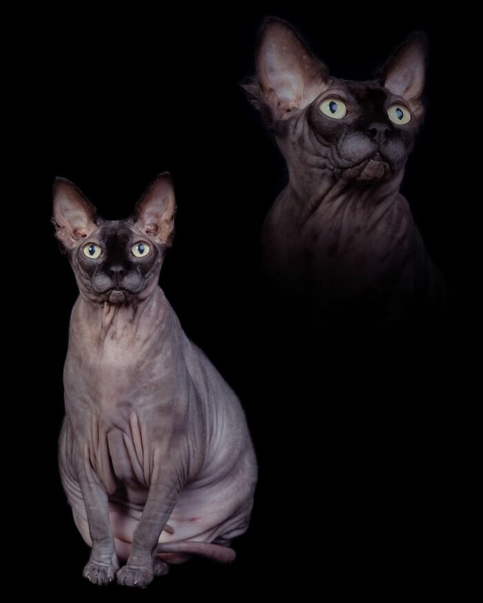 Fotografia criativa de animais de estimação: essas imagens parecem pinturas, mas escondem algo inesperado (32 fotos) 27