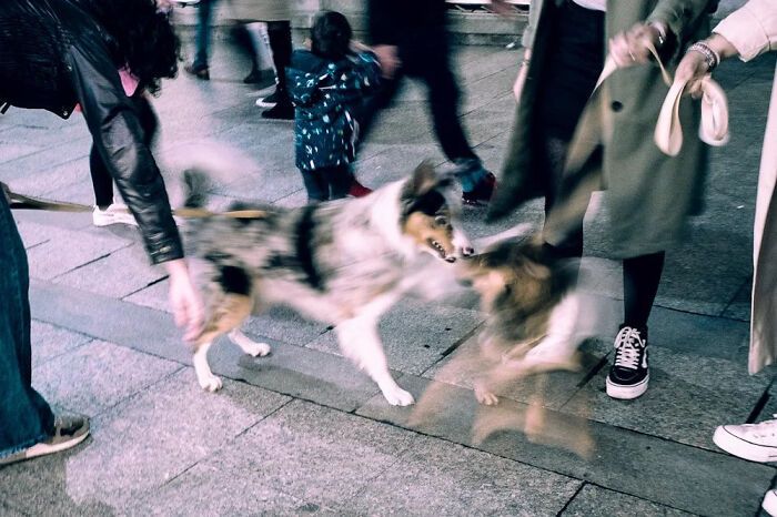 Fotografia de rua: 32 momentos tão perfeitos que parecem ter sido combinados 15 Fotografia de rua: 32 momentos tão perfeitos que parecem ter sido combinados 15