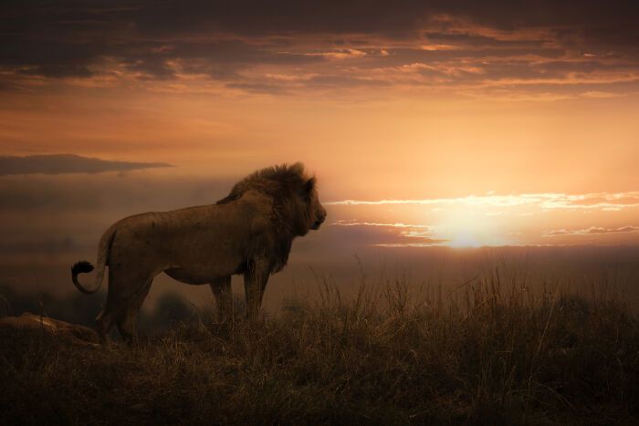 Fotografia de vida selvagem captura momentos que parecem impossíveis entre humanos e animais (30 fotos) 1 Fotografia de vida selvagem captura momentos que parecem impossíveis entre humanos e animais (30 fotos) 1