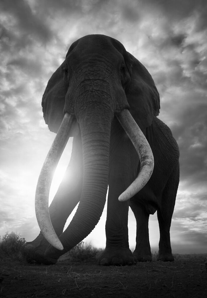 Fotografia de vida selvagem captura momentos que parecem impossíveis entre humanos e animais (30 fotos) 3 Fotografia de vida selvagem captura momentos que parecem impossíveis entre humanos e animais (30 fotos) 3