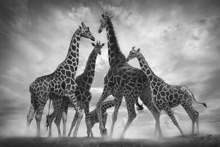 Fotografia de vida selvagem captura momentos que parecem impossíveis entre humanos e animais (30 fotos) 4 Fotografia de vida selvagem captura momentos que parecem impossíveis entre humanos e animais (30 fotos) 4
