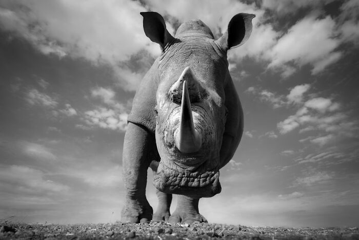 Fotografia de vida selvagem captura momentos que parecem impossíveis entre humanos e animais (30 fotos) 5 Fotografia de vida selvagem captura momentos que parecem impossíveis entre humanos e animais (30 fotos) 5