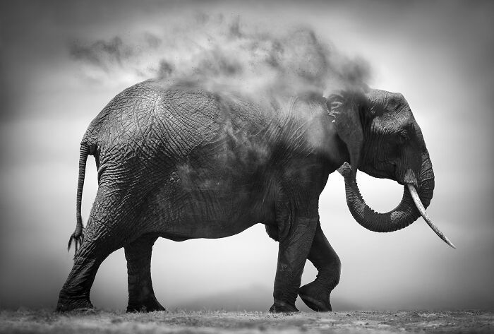 Fotografia de vida selvagem captura momentos que parecem impossíveis entre humanos e animais (30 fotos) 6 Fotografia de vida selvagem captura momentos que parecem impossíveis entre humanos e animais (30 fotos) 6