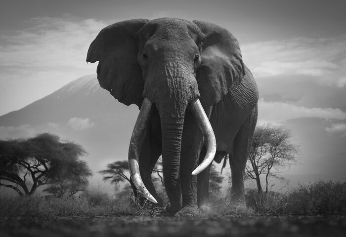 Fotografia de vida selvagem captura momentos que parecem impossíveis entre humanos e animais (30 fotos) 7 Fotografia de vida selvagem captura momentos que parecem impossíveis entre humanos e animais (30 fotos) 7