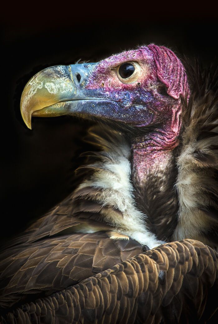 Fotografia de vida selvagem captura momentos que parecem impossíveis entre humanos e animais (30 fotos) 8 Fotografia de vida selvagem captura momentos que parecem impossíveis entre humanos e animais (30 fotos) 8