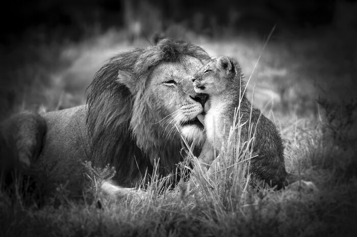 Fotografia de vida selvagem captura momentos que parecem impossíveis entre humanos e animais (30 fotos) 9 Fotografia de vida selvagem captura momentos que parecem impossíveis entre humanos e animais (30 fotos) 9