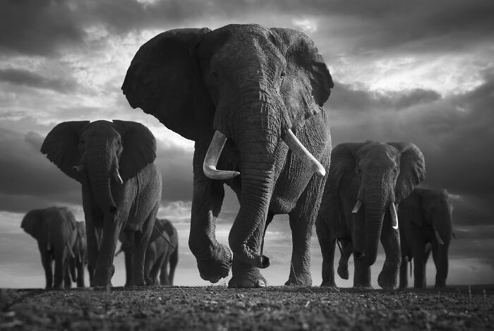 Fotografia de vida selvagem captura momentos que parecem impossíveis entre humanos e animais (30 fotos) 10 Fotografia de vida selvagem captura momentos que parecem impossíveis entre humanos e animais (30 fotos) 10