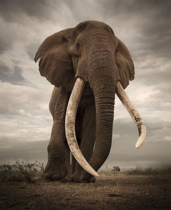 Fotografia de vida selvagem captura momentos que parecem impossíveis entre humanos e animais (30 fotos) 12 Fotografia de vida selvagem captura momentos que parecem impossíveis entre humanos e animais (30 fotos) 12